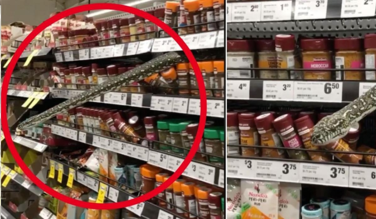 Snake slithers out of Australian supermarket shelf